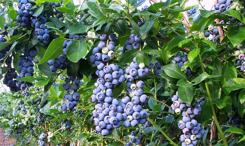 Куст черники