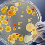 Чем бактерии отличаются от простейших