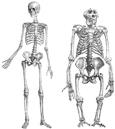 Скелет человека и обезьяны