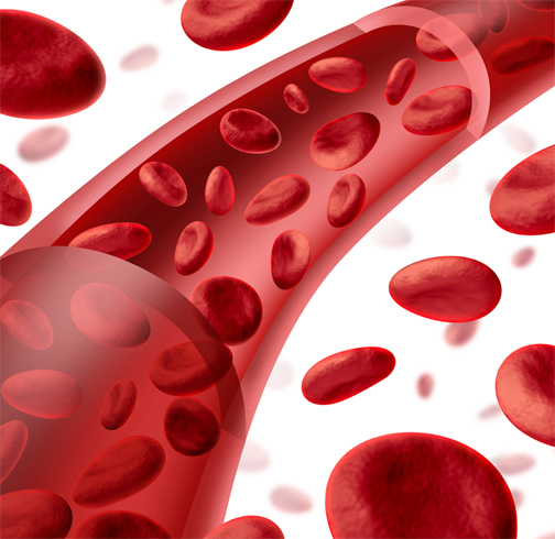 Кровеносные сосуды
