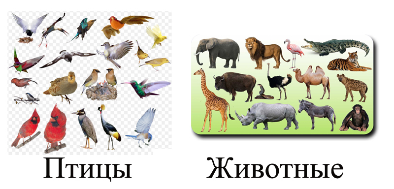 Птицы и животные