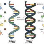Чем отличается строение молекул ДНК и РНК