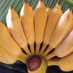 Маленькие и большие бананы: польза и отличия