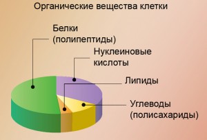 Органические вещества клетки