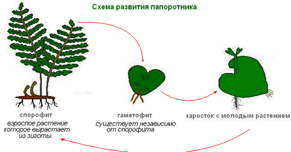 Схема развития папоротоника