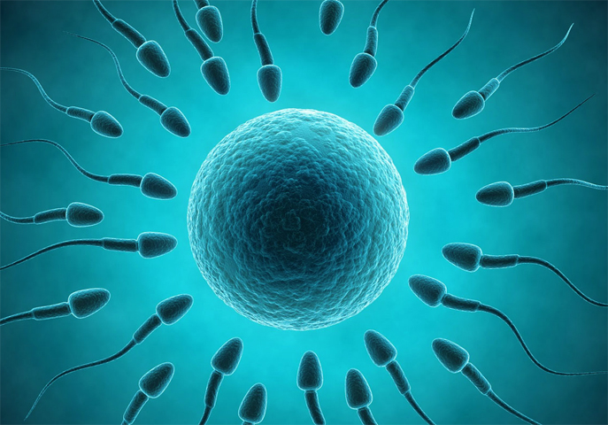Сперматозоид и яцеклетка