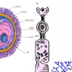 Чем половые клетки отличаются  от соматических