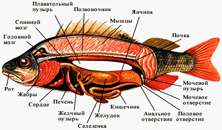 Строение костной рыбы