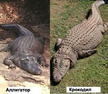 Аллигатор и крокодил(тела)