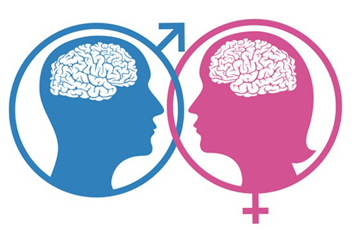 Мужской и женский мозг