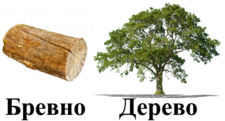 Основные отличия дерева от бревна