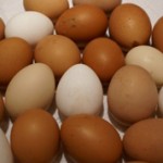 Домашние и фабричные яйца: чем отличаются и что лучше