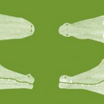 Крокодил и аллигатор — чем же они отличаются?