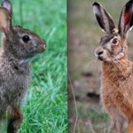 Кролики и зайцы: общее и чем они отличаются