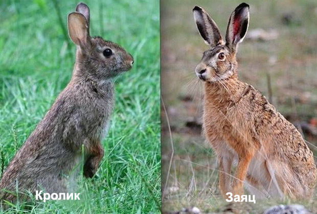 Общий вид кролика и зайца