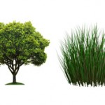 Чем отличается дерево от травы: описание и отличия