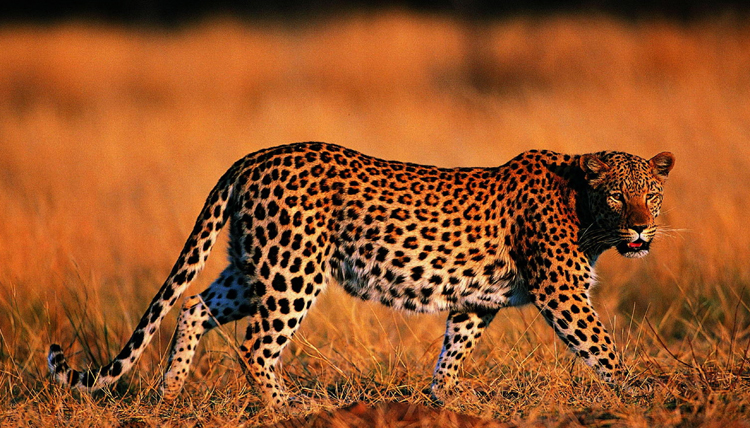 Леопард в среде обитания