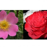 Роза и шиповник — чем они отличаются?