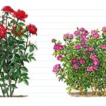 Чем отличаются парковые розы от чайно-гибридных?