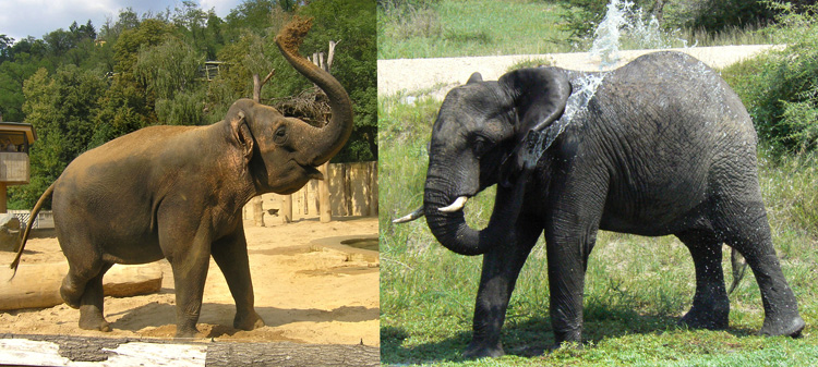 Азиатский и африканский слон