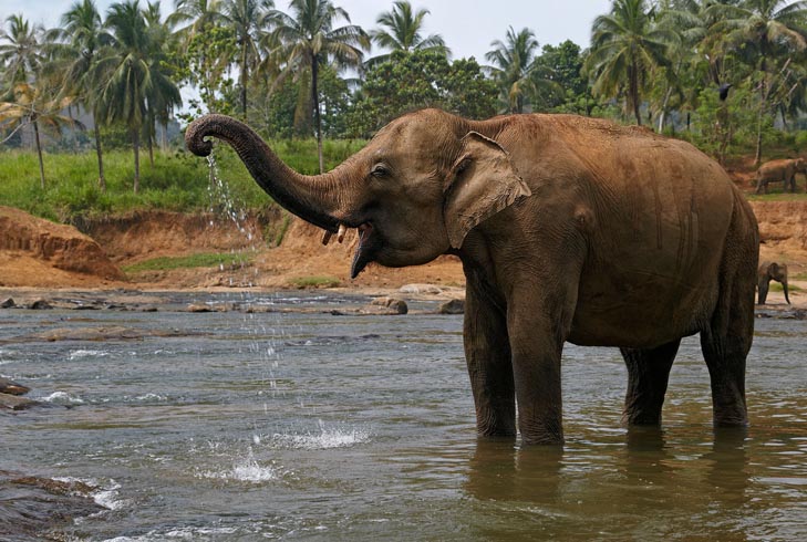Азиатский слон в среде обитания