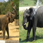 Чем отличается индийский (азиатский) слон от африканского