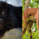 Чем отличается пума от пантеры: описание и отличия