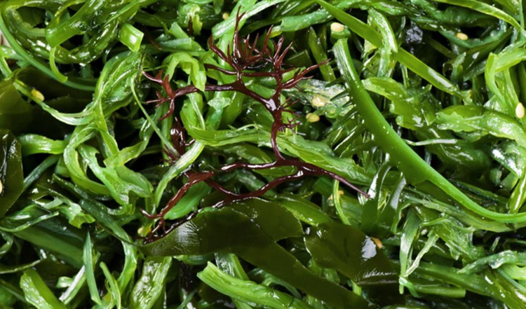 Свежие водоросли