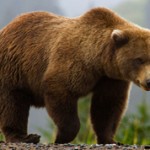 Чем гризли отличается от бурого медведя?