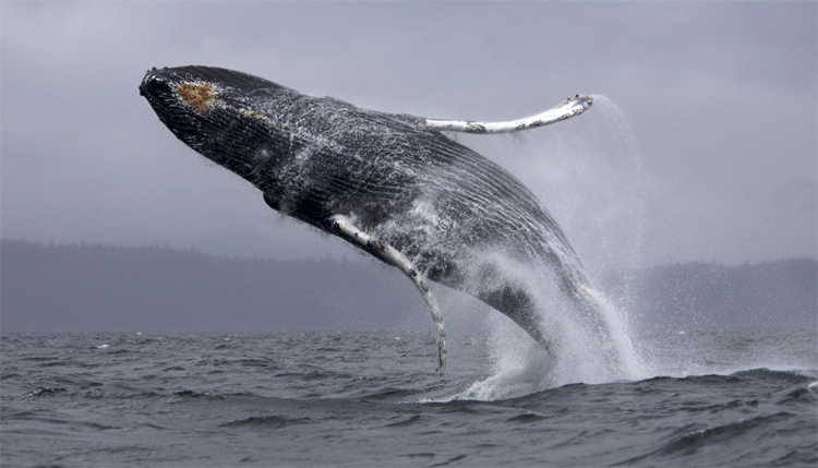 Синий кит плескается