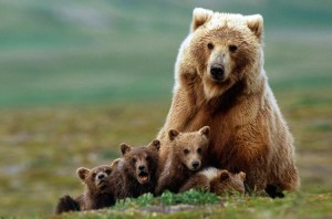 Бурый медведь в детьми