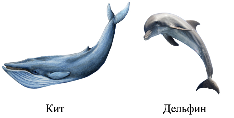 Кит и дельфин