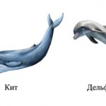 Чем кит отличается от дельфина?
