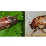 Чем отличается майский жук от июньского?