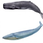 Чем отличается кашалот от кита: сравнение и отличия