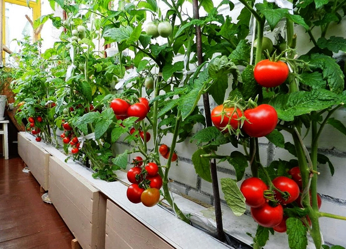 Растущие помидоры