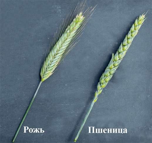 Рожь и пшеница