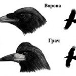Грач и ворона: сходство и чем они отличаются?