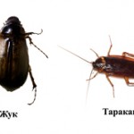 Чем отличается таракан от жука?