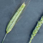 Чем рожь отличается от пшеницы — основные отличия