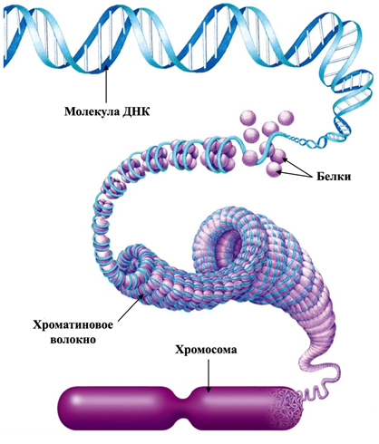 Хромосома и хроматин