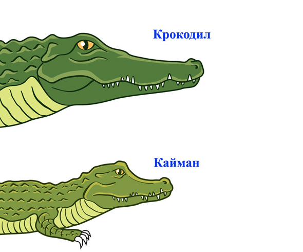 Крокодил и кайман