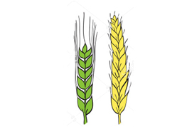 Чем отличается пшеница от ячменя, как выглядит рожь фото?