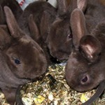 Чем лучше кормить кроликов зерном или комбикормом?