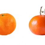 В чем разница между клементинами и мандаринами