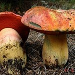 Разница между боровиком и белым грибом