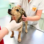 Стерилизация или Кастрация собаки — какую процедуру лучше выбрать?
