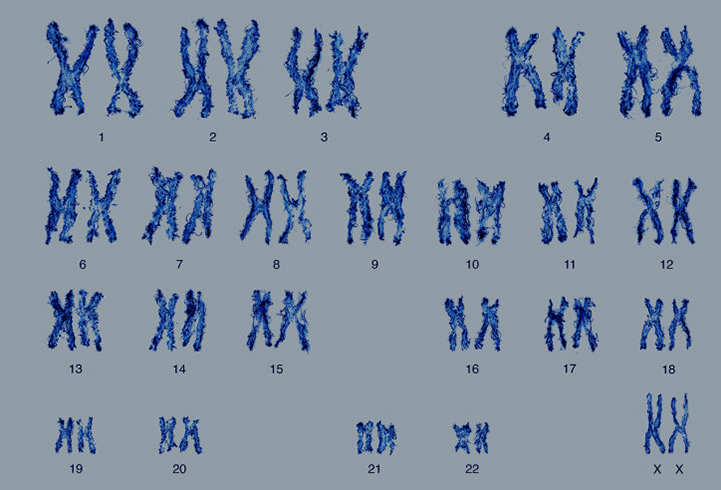 23 пары хромосом