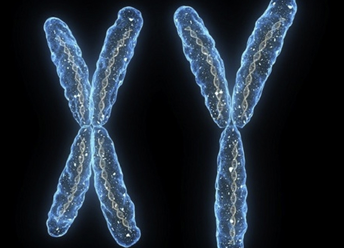 Хромосомы XY